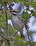 Blackpoll Warbler 6364